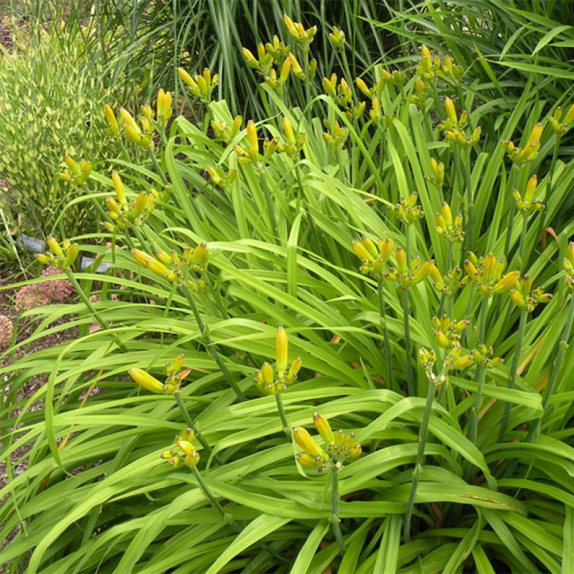 Hemerocallis Evening Bell (Porte)