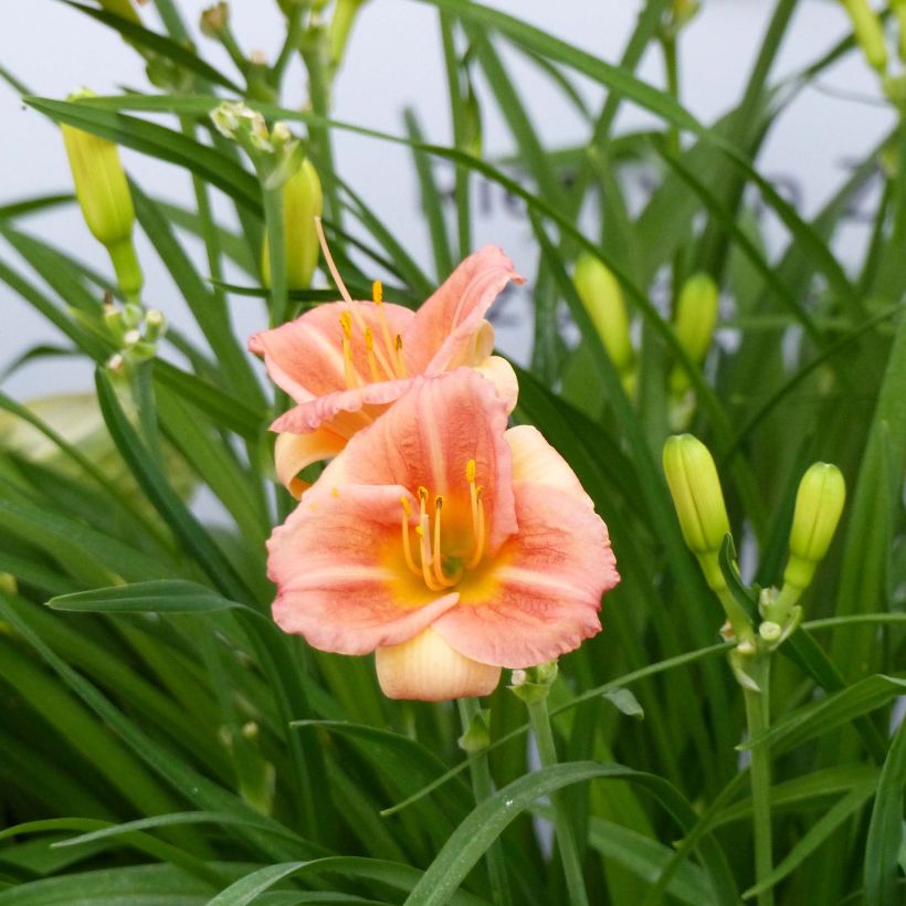 Hemerocallis Everydaylily Cerise (Floración)