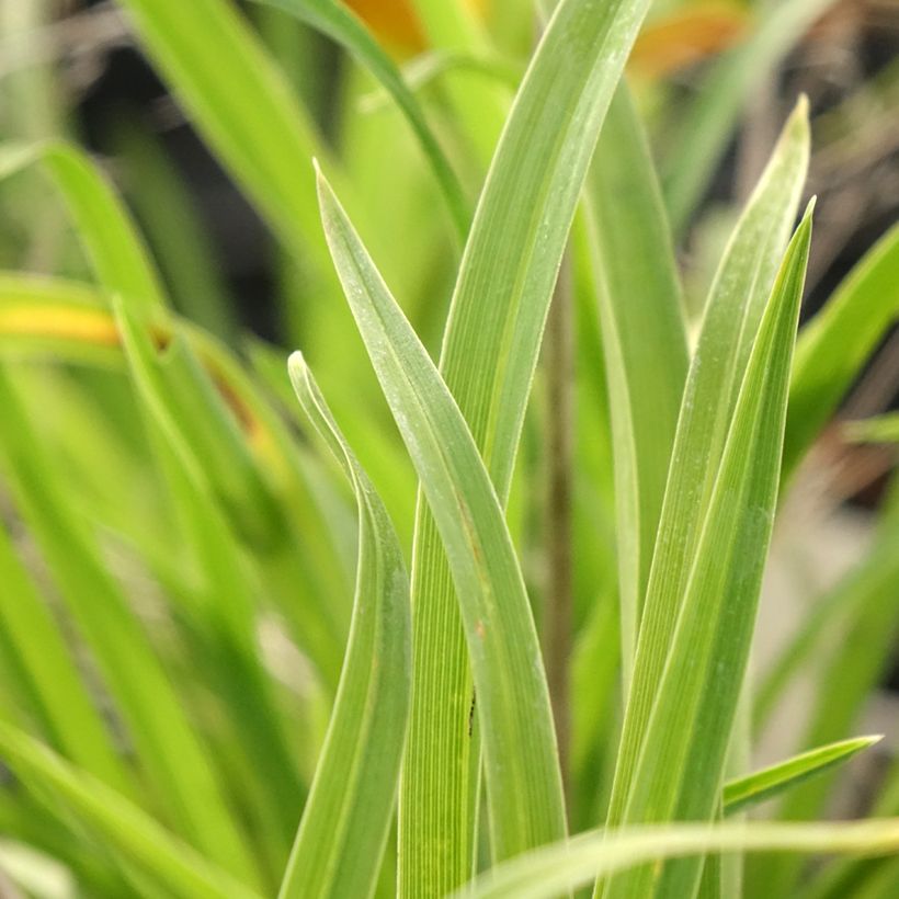 Hemerocallis Everydaylily Punch Yellow (Follaje)