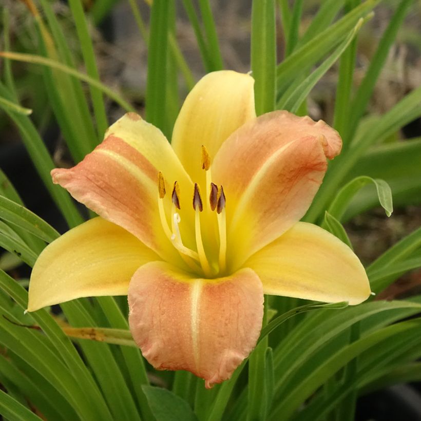 Hemerocallis Everydaylily Punch Yellow (Floración)