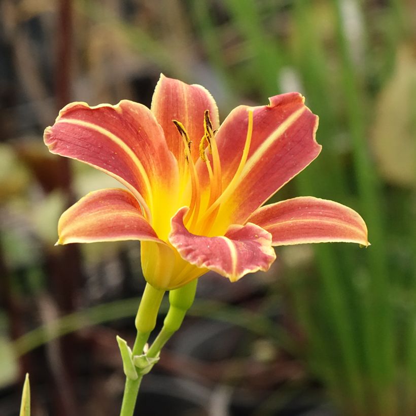 Hemerocallis Everydaylily Red Ribs (Floración)