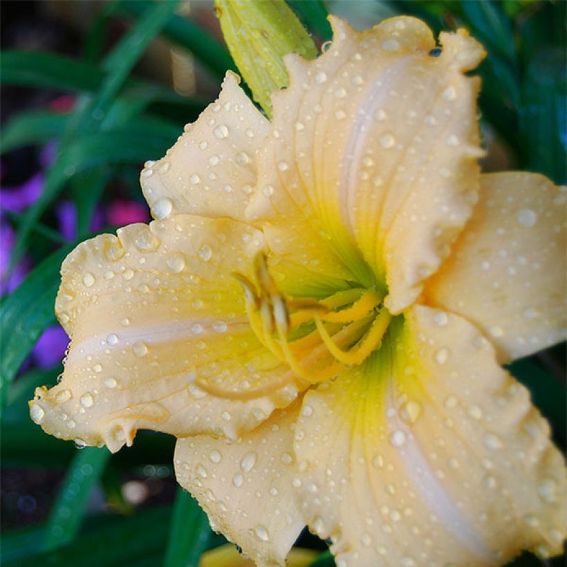 Hemerocallis Femme Osage (Floración)