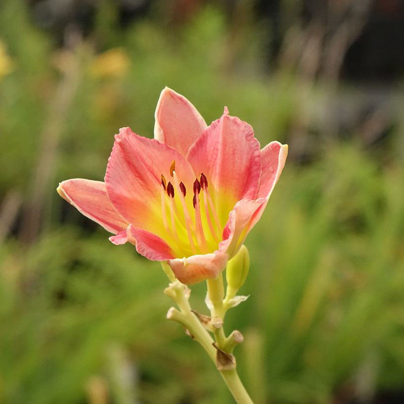 Hemerocallis Final Touch (Floración)