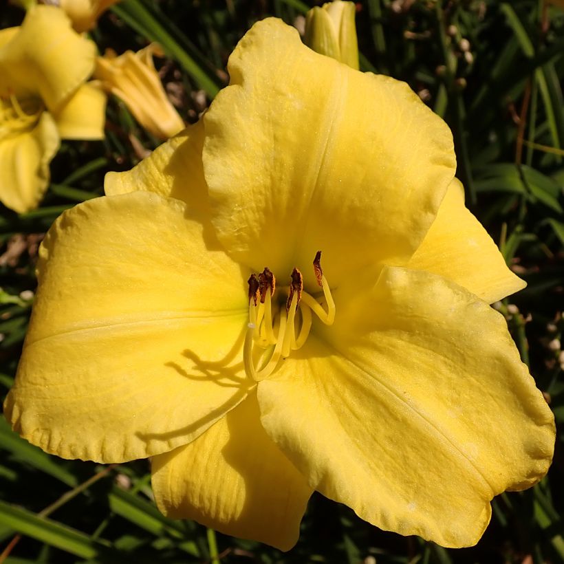 Hemerocallis Frozen Jade (Floración)