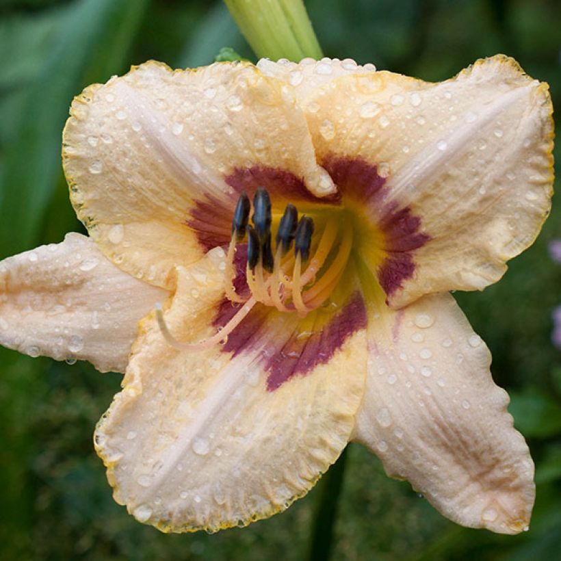 Hemerocallis Gay Cravat (Floración)