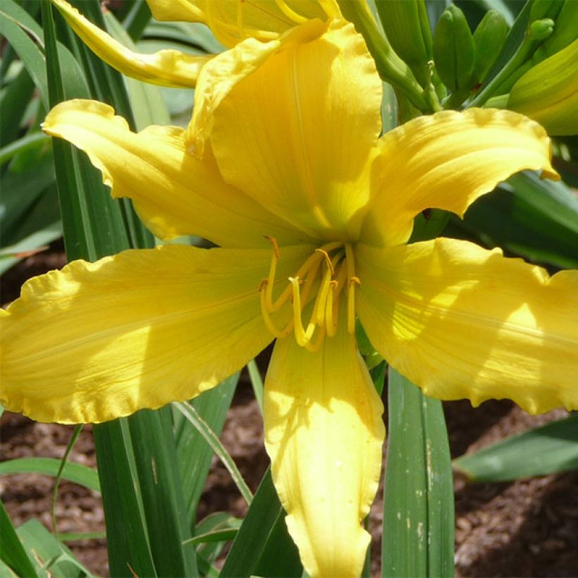 Hemerocallis Green Valley (Floración)