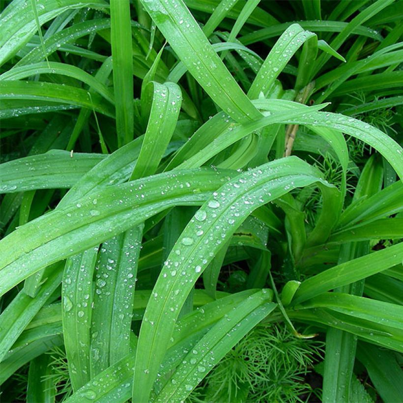 Hemerocallis Hunter s Torch (Follaje)