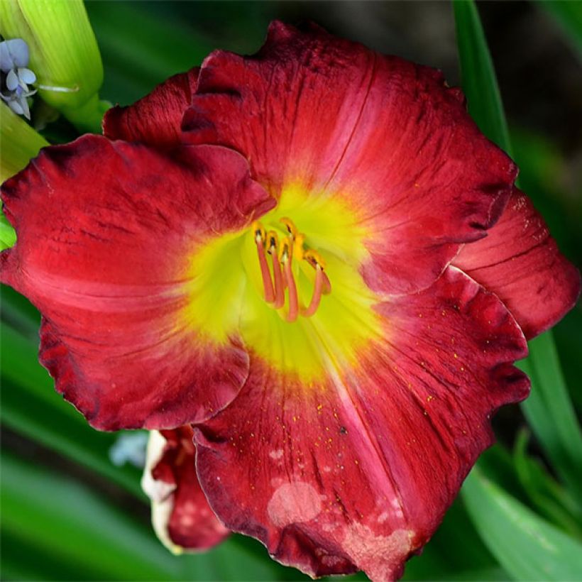 Hemerocallis Hunter s Torch (Floración)