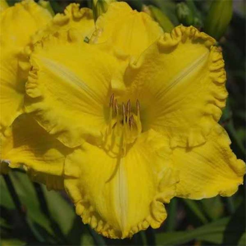 Hemerocallis Isle of Capri (Floración)