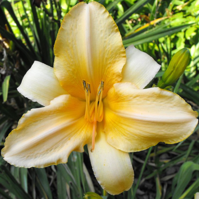 Hemerocallis Ivory Marble (Floración)