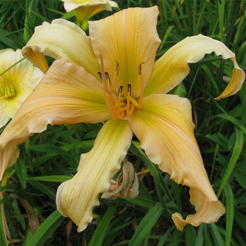 Hemerocallis Jan s Twister (Floración)