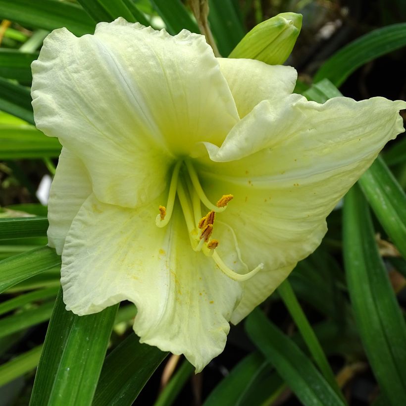 Hemerocallis Joan Senior (Floración)