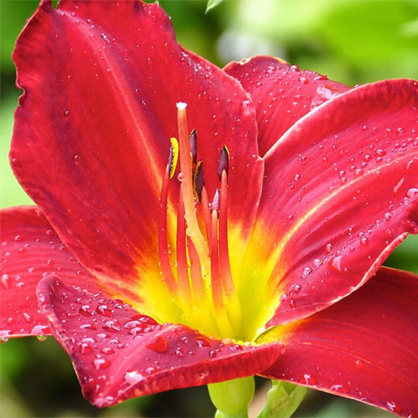 Hemerocallis Jolly Hearts (Floración)