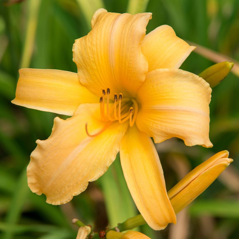 Hemerocallis Judge Orr (Floración)