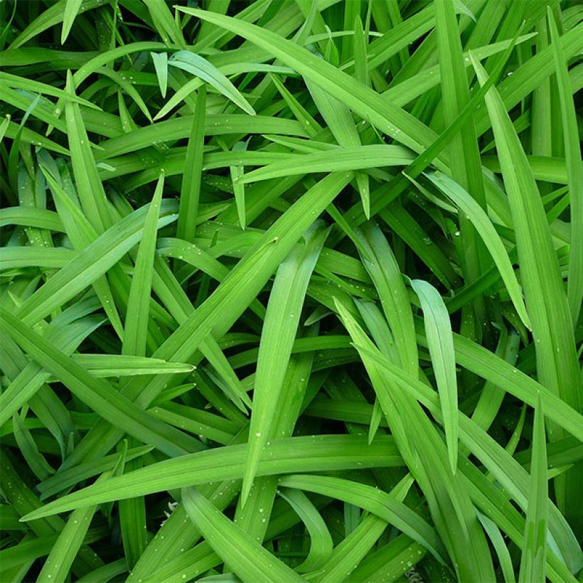 Hemerocallis Lady Fingers (Follaje)