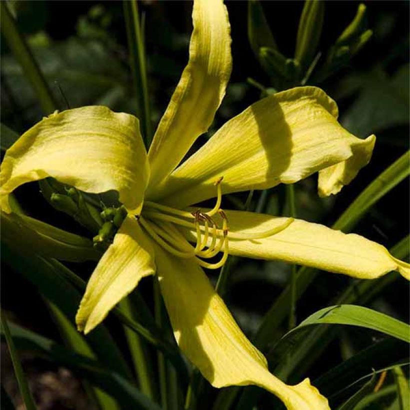 Hemerocallis Lady Fingers (Floración)