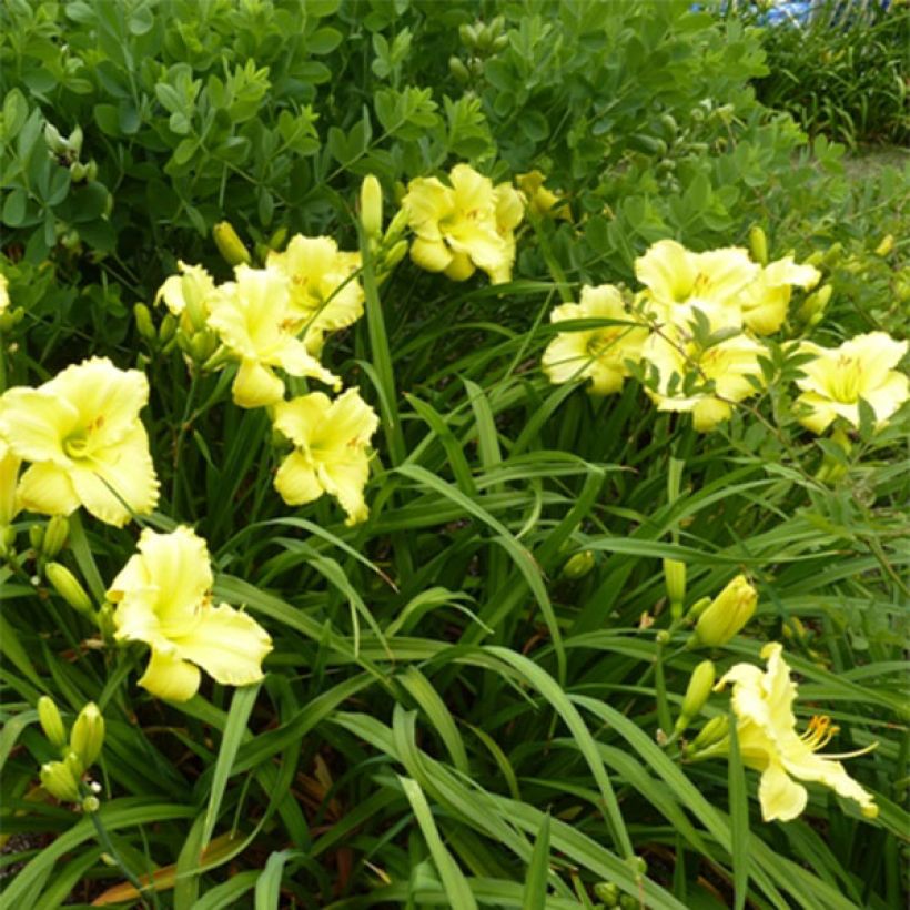 Hemerocallis Lemon Lyric (Floración)