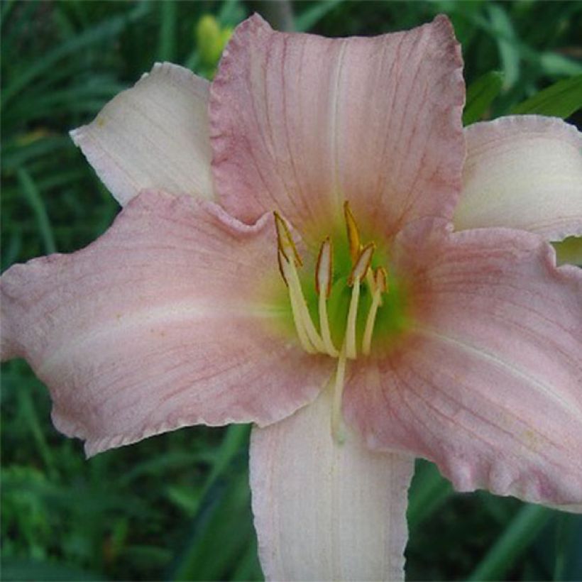 Hemerocallis Luxury Lace (Floración)