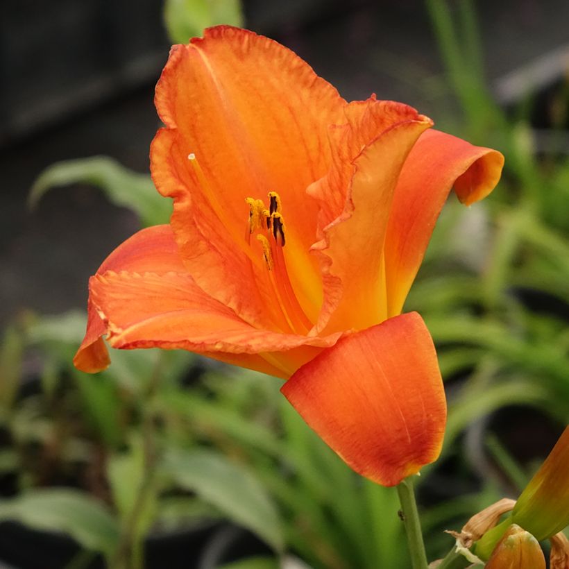 Hemerocallis Mauna Loa (Floración)