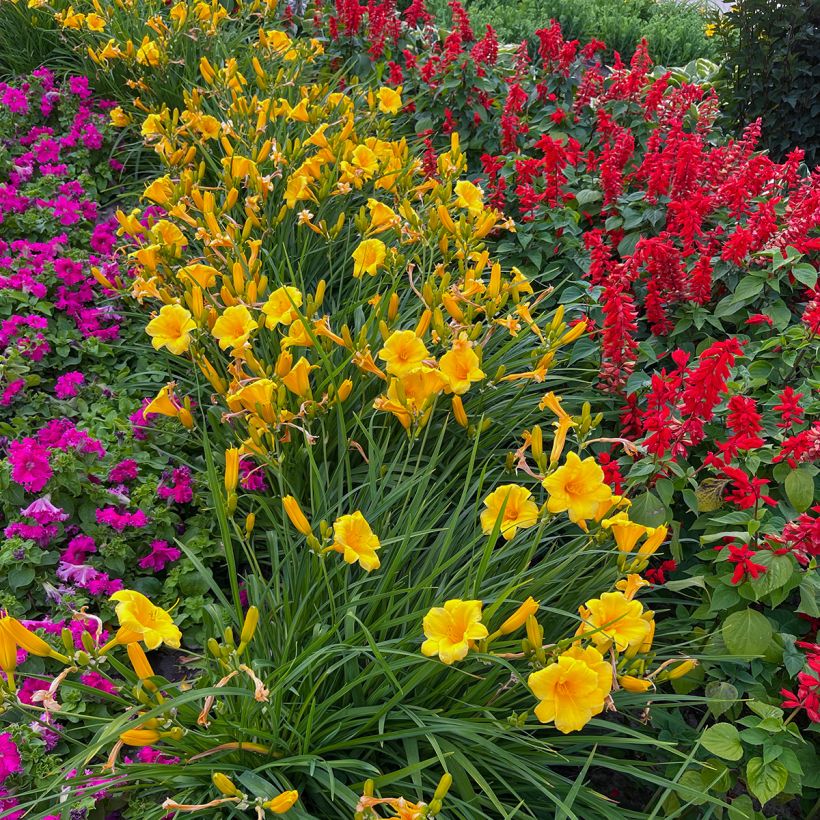 Hemerocallis Mini stella (Porte)