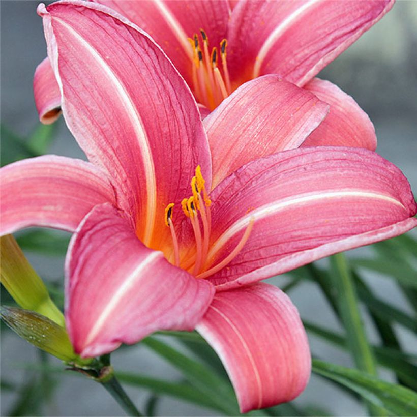 Hemerocallis Neyron Rose (Floración)