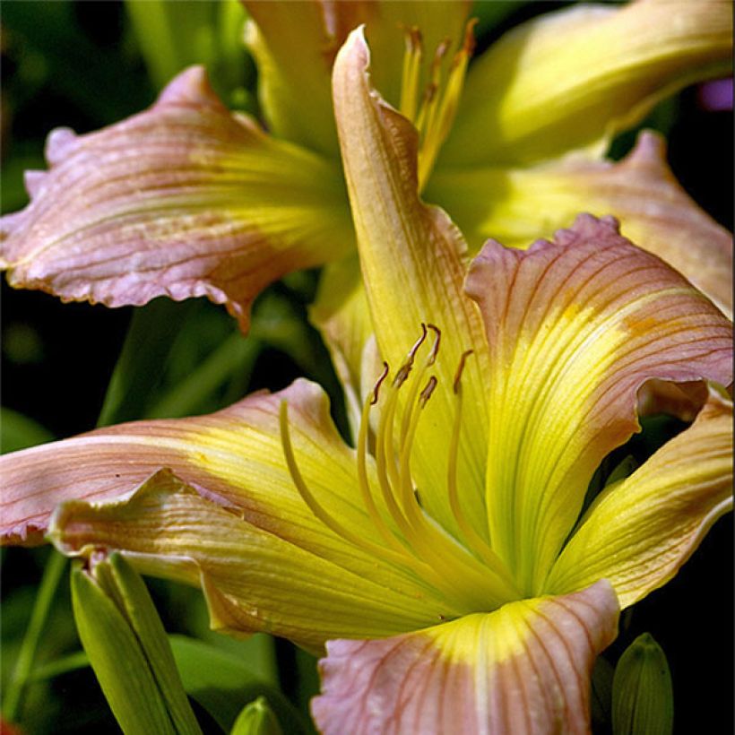 Hemerocallis Prague Spring (Floración)