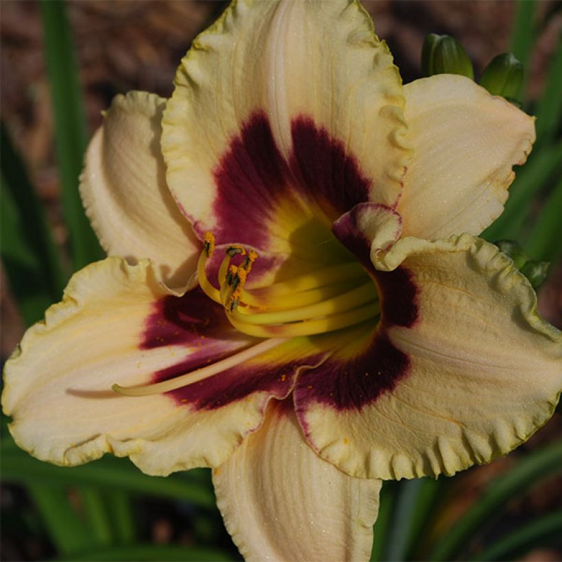 Hemerocallis Rapsberry Candy (Floración)