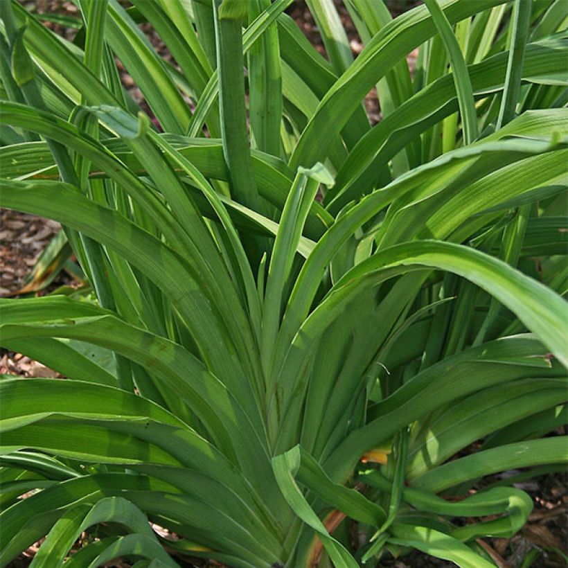 Hemerocallis Red Rum (Follaje)