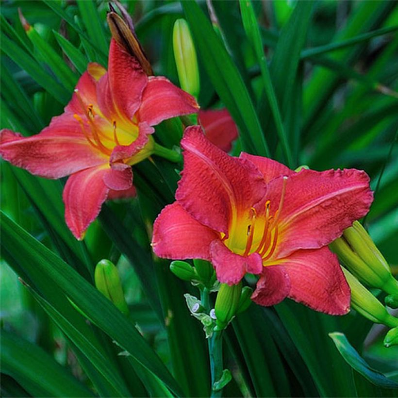 Hemerocallis Red Rum (Floración)