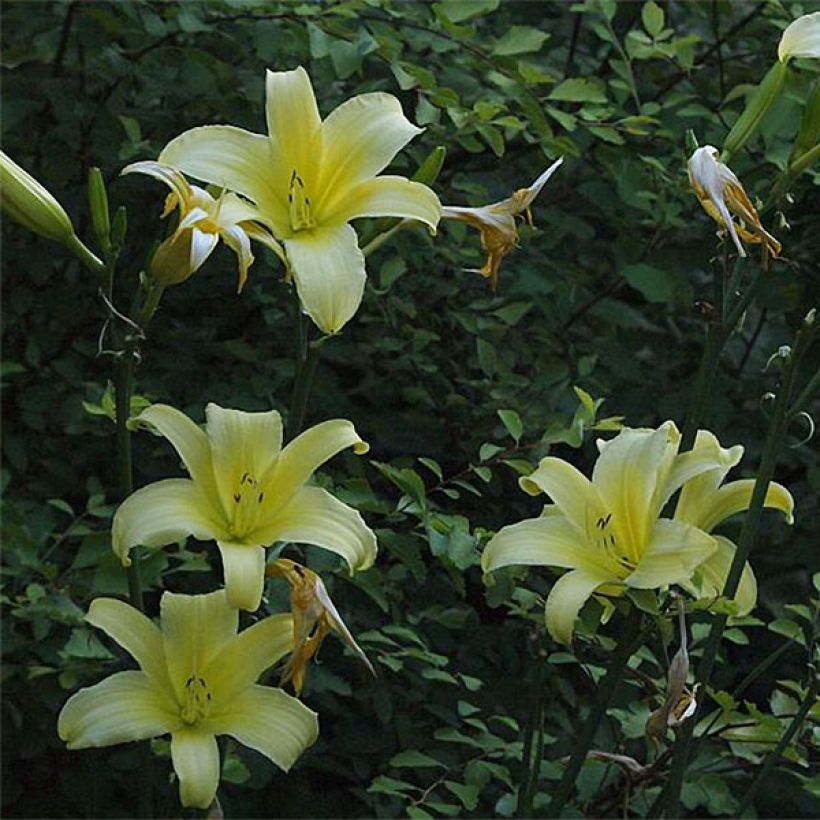 Hemerocallis Shooting Star (Floración)