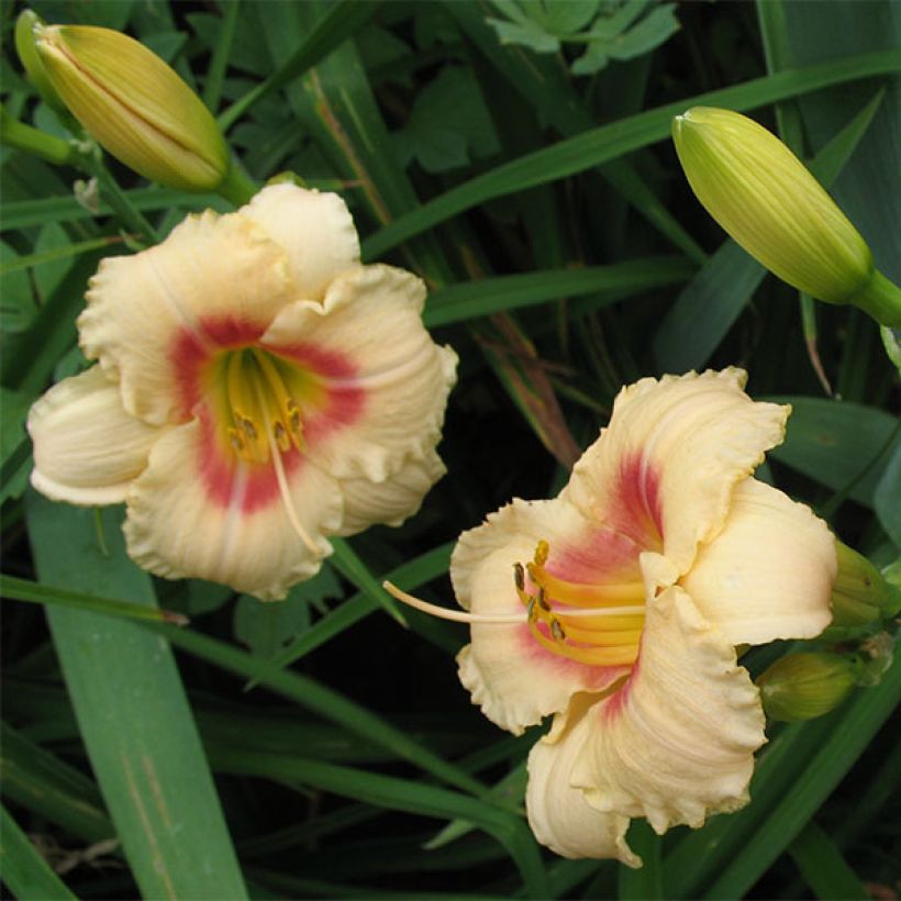 Hemerocallis Siloam Virginia Henson (Floración)