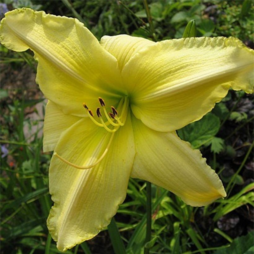 Hemerocallis Soft Cashmere (Floración)