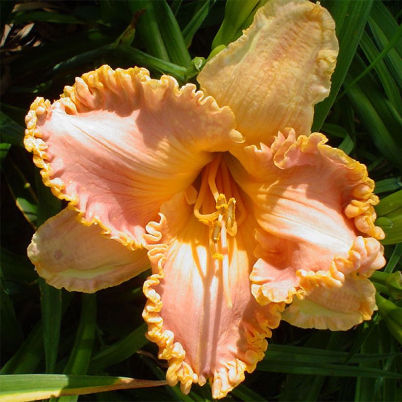 Hemerocallis Spacecoast Starburst (Floración)