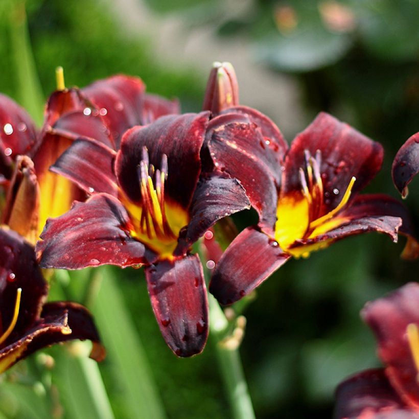 Hemerocallis Starling (Floración)