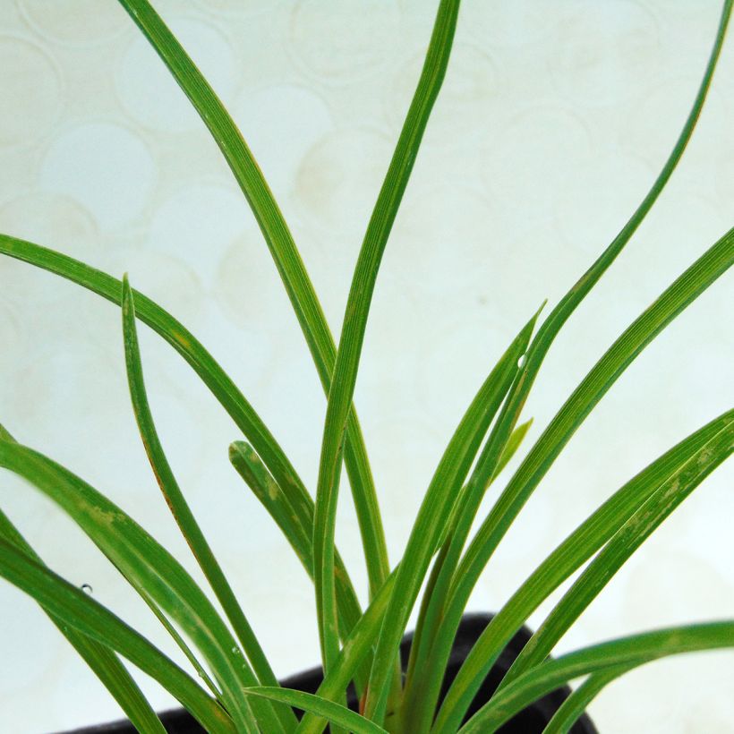 Hemerocallis Stella de Oro (Follaje)