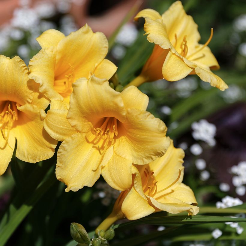 Hemerocallis Stella de Oro (Floración)