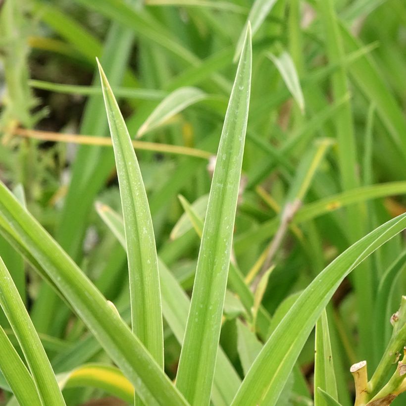 Hemerocallis Strawberry Candy (Follaje)