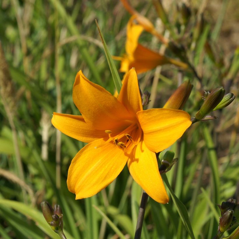 Hemerocallis Thumbelina (Floración)