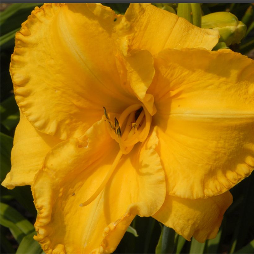 Hemerocallis Victorian Collar (Floración)