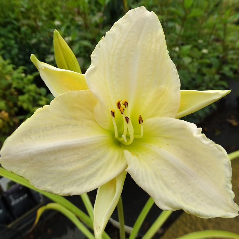 Hemerocallis White Temptation (Floración)