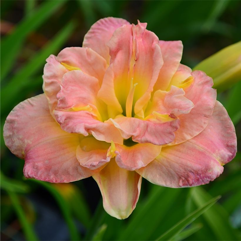 Hemerocallis Lacy Doily (Floración)