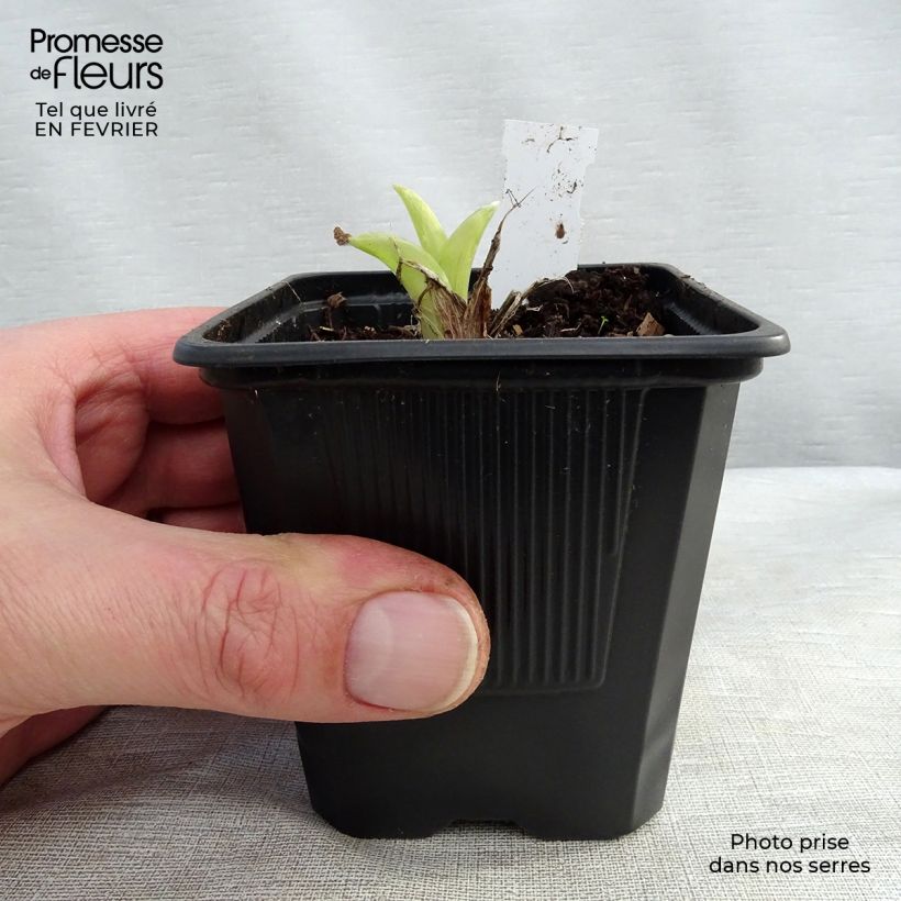 Hémérocalle ou hemerocallis Patricia Jojo Godet de 9cm Ejemplar entregado en invierno