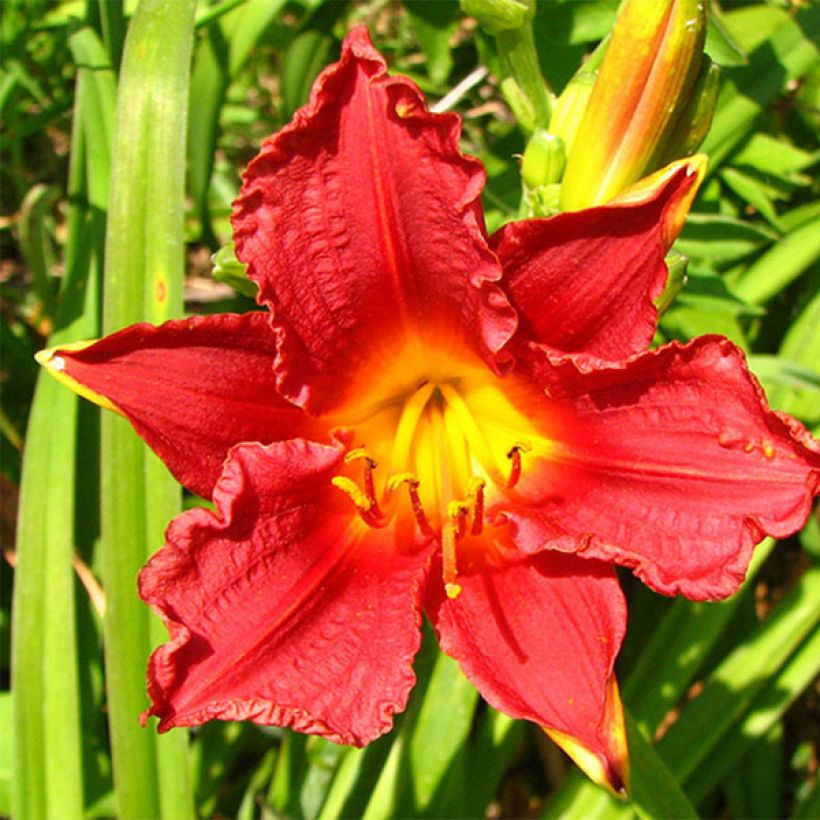 Hemerocallis Little Business (Floración)