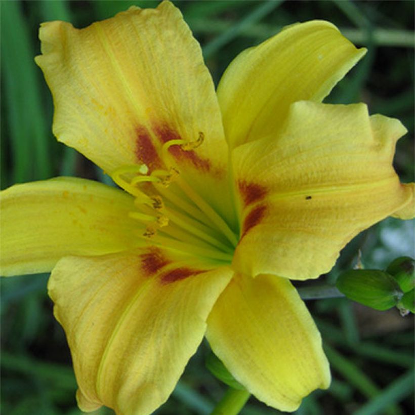 Hemerocallis Pinocchio (Floración)