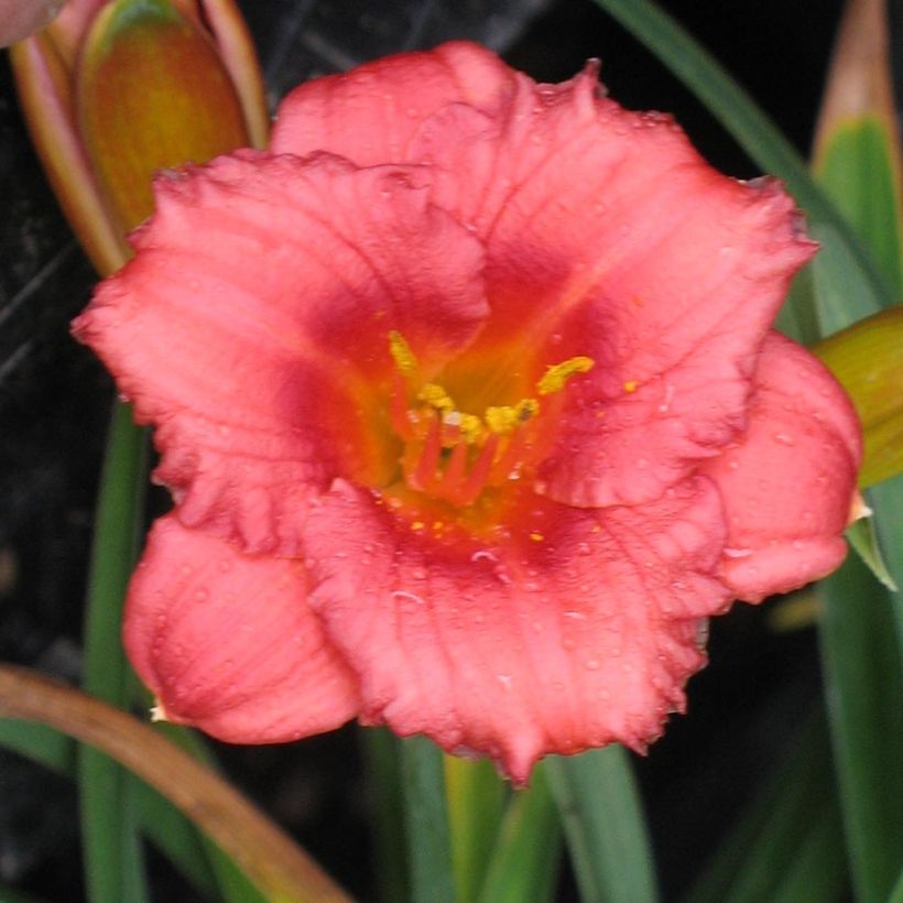 Hemerocallis Cosmopolitan (Floración)