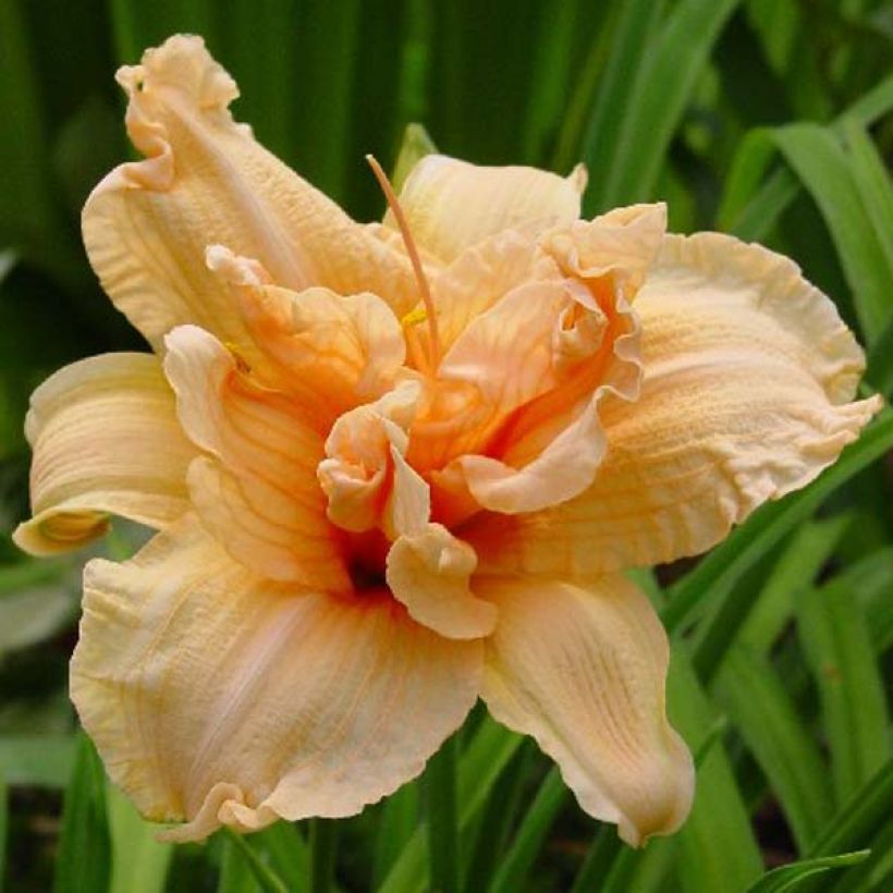 Hemerocallis Double Dream (Floración)