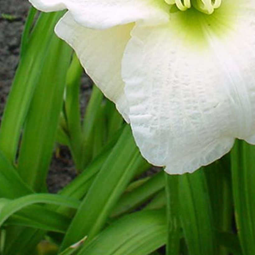 Hemerocallis Gentle Shepherd (Follaje)