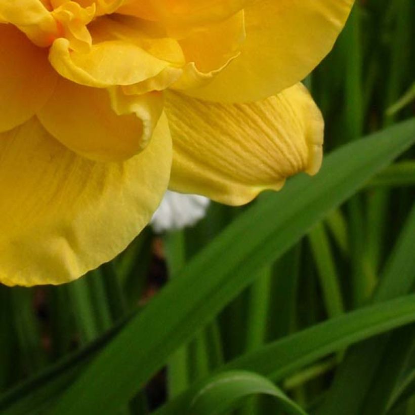 Hemerocallis Patricia Jojo (Follaje)