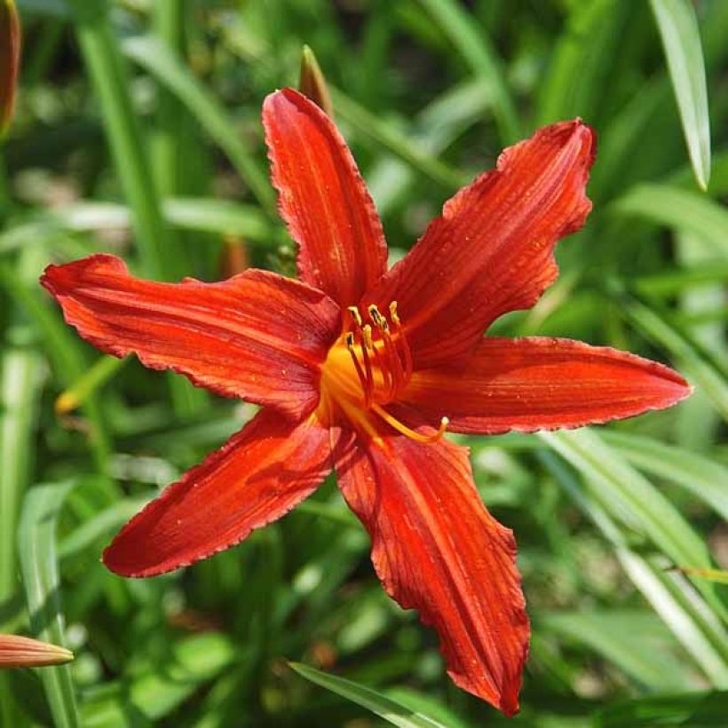 Hemerocallis Sammy Russel (Floración)