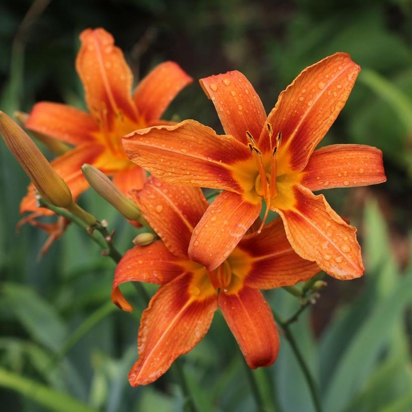 Hemerocallis fulva (Floración)